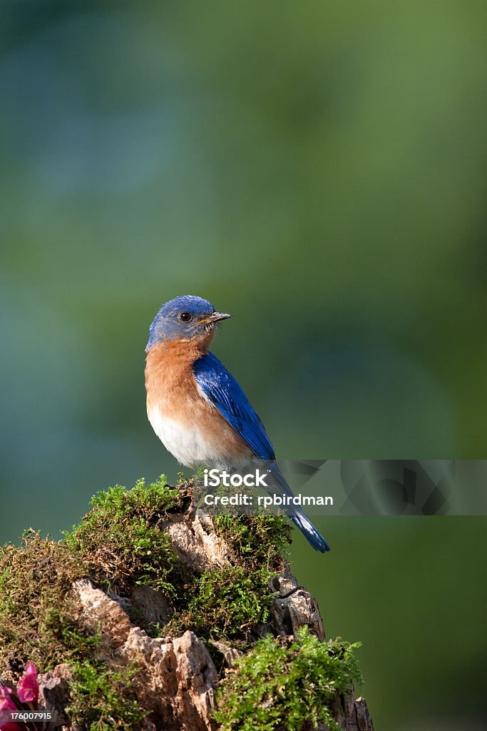 Bluebird - Lizenzfrei Blau Stock-Foto