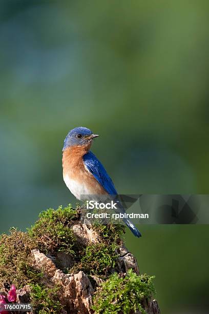 Bluebird Foto de stock y más banco de imágenes de Alimentar - Alimentar, Animal, Azul