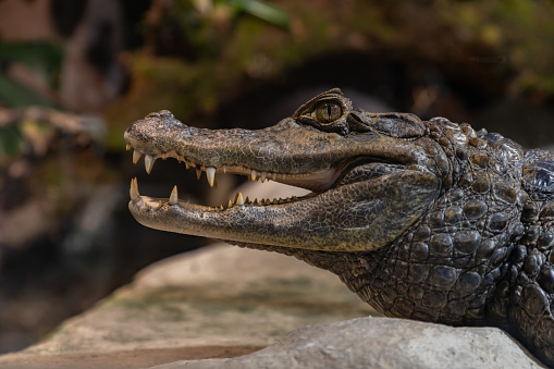 A picture of a Crocodile at the Oslo Reptile Park.