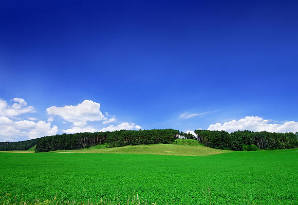 istock Idyllic landscape - Green field and the blue sky 176008118