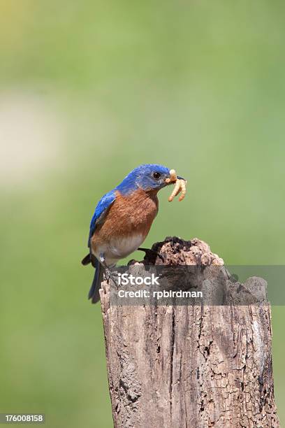 Photo libre de droit de Merlebleu banque d'images et plus d'images libres de droit de Bleu - Bleu, Faune, Faune sauvage