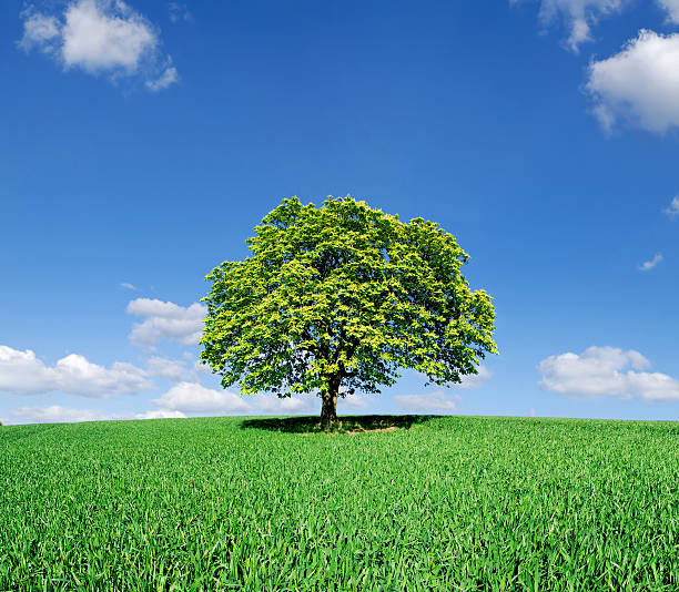 istock Landscape - Lonely tree on green field 176008354