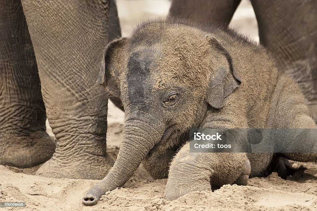 Allegro baby elefante - Foto stock royalty-free di Elefante