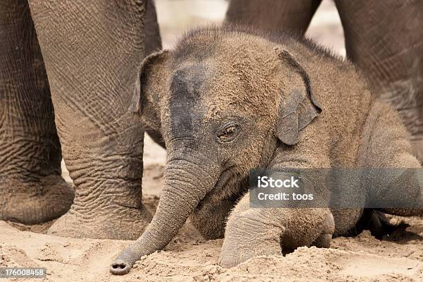 Allegro Baby Elefante - Fotografie stock e altre immagini di Elefante - Elefante, Mandria, Elefantino