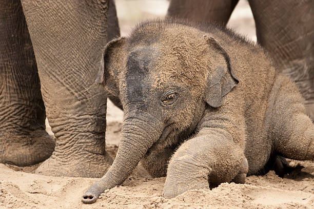 遊び心のある象の赤ちゃん ストックフォト