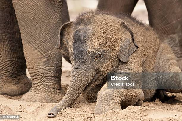 Foto de Divertido Bebê Elefante e mais fotos de stock de Elefante - Elefante, Manada, Areia