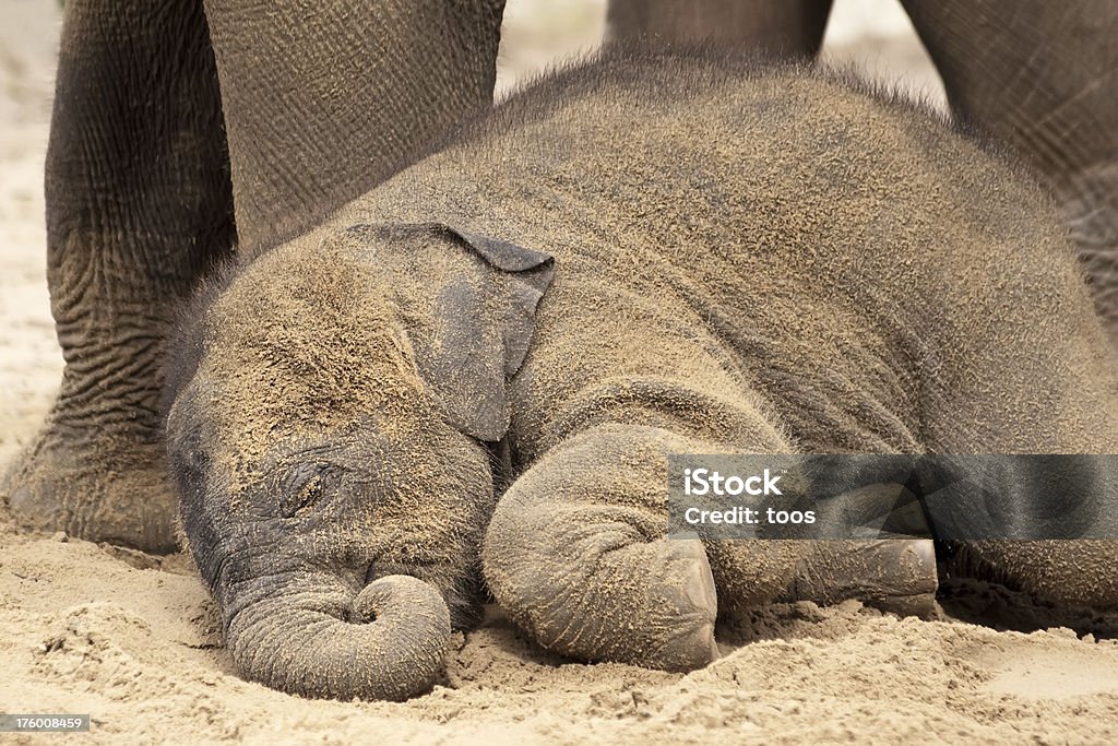 Recién nacido bebé elefante dormitorio - Foto de stock de Acostado libre de derechos