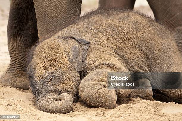 Recién Nacido Bebé Elefante Dormitorio Foto de stock y más banco de imágenes de Acostado - Acostado, Aire libre, Animal