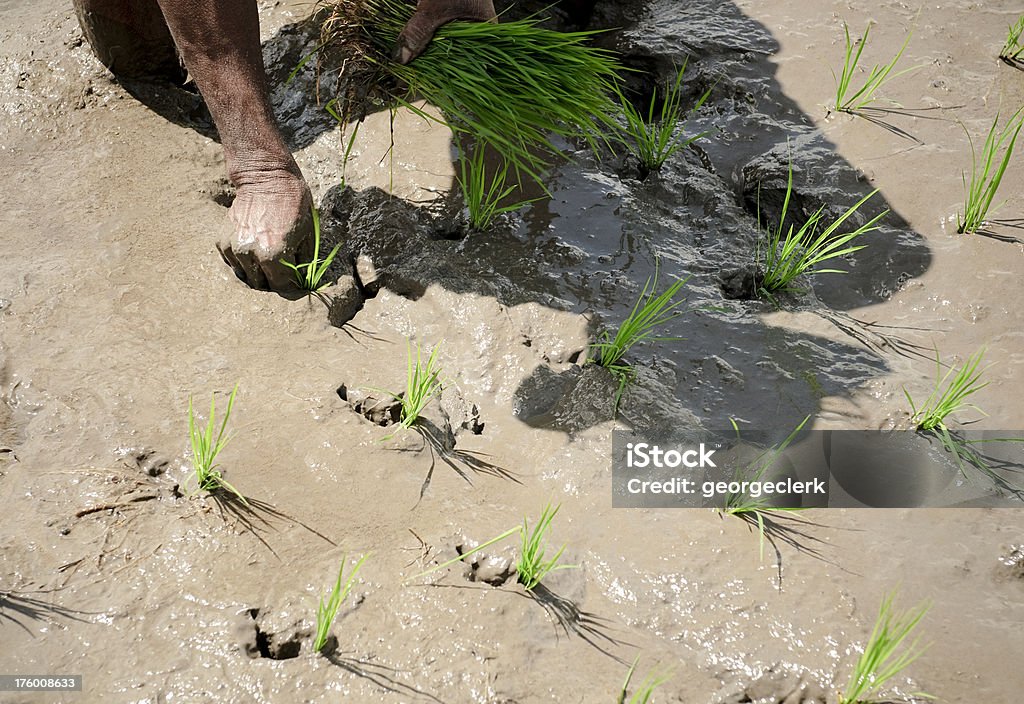 Plantación arroz Seedlings - Foto de stock de Arroz - Grano libre de derechos