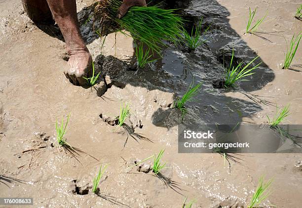 Planting Rice Seedlings Stock Photo - Download Image Now - Close-up, Rice - Cereal Plant, Rice Paddy