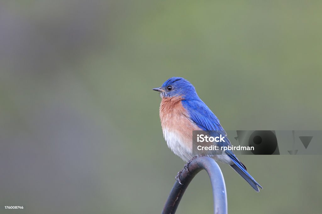 Bluebird - Foto de stock de Alimentar libre de derechos