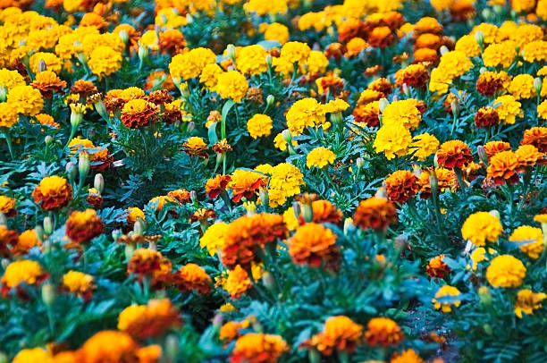 istock Field Of Chrysanthemums 176008820