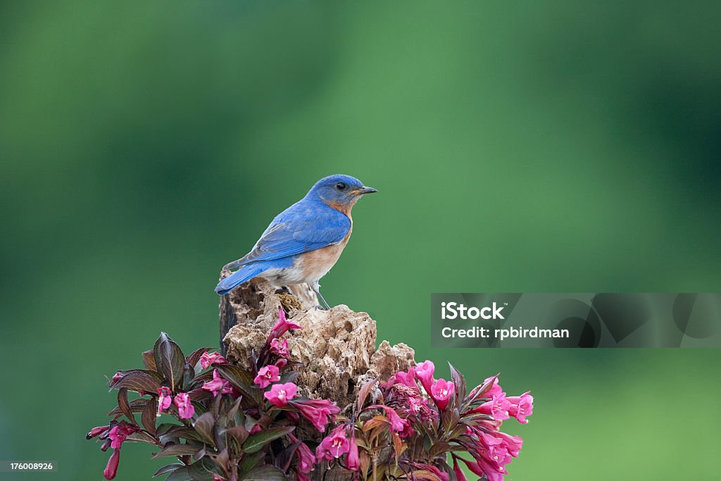 Bluebird - Foto de stock de Alimentar libre de derechos