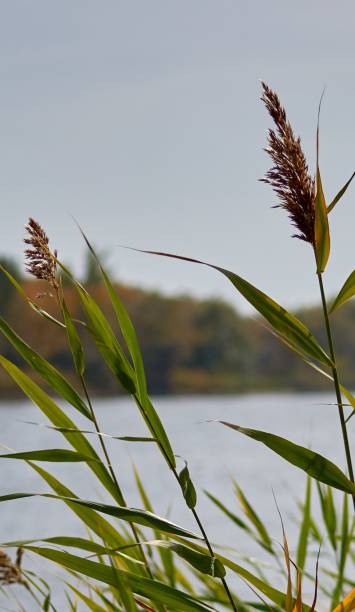 istock reeds growing on the river bank 1760089978