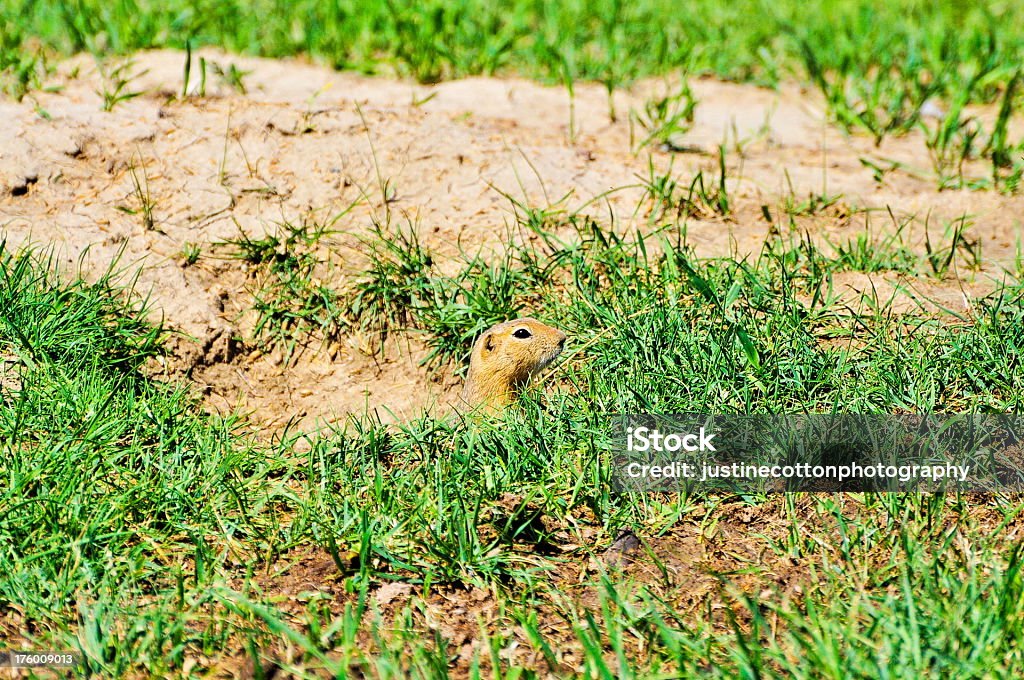 Prairie dog hidding w otworze - Zbiór zdjęć royalty-free (Bez ludzi)