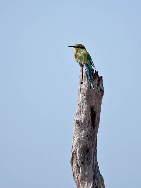 istock Swallow-tailed Bee-eater with copyspace - Merops hirundineus 176009171