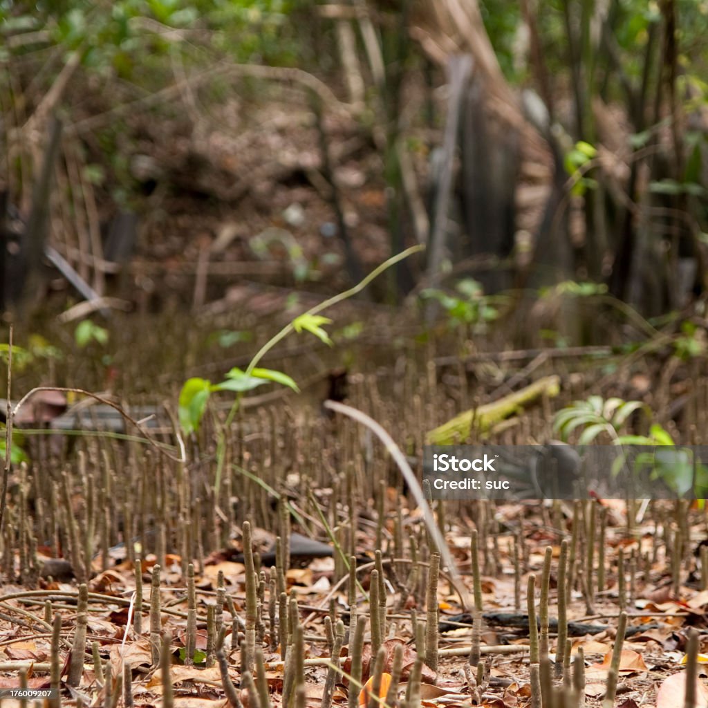 Restaurante Mangroves - Foto de stock de Agua libre de derechos