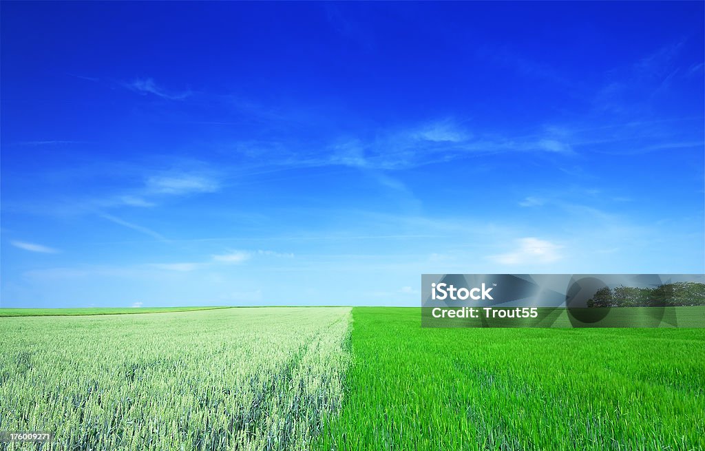 Landscape - Fields, the blue sky and white clouds "Green fields, the blue sky and white clouds" Agricultural Field Stock Photo