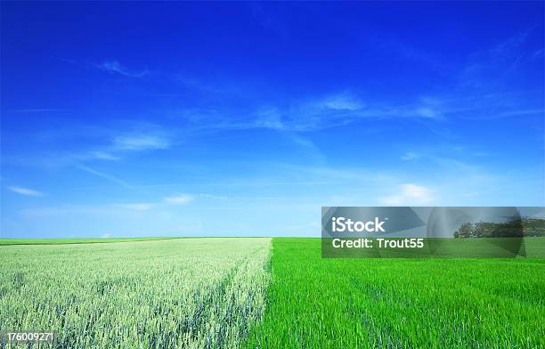 Landscape Fields The Blue Sky And White Clouds Stock Photo - Download Image Now - Agricultural Field, Beauty In Nature, Blue