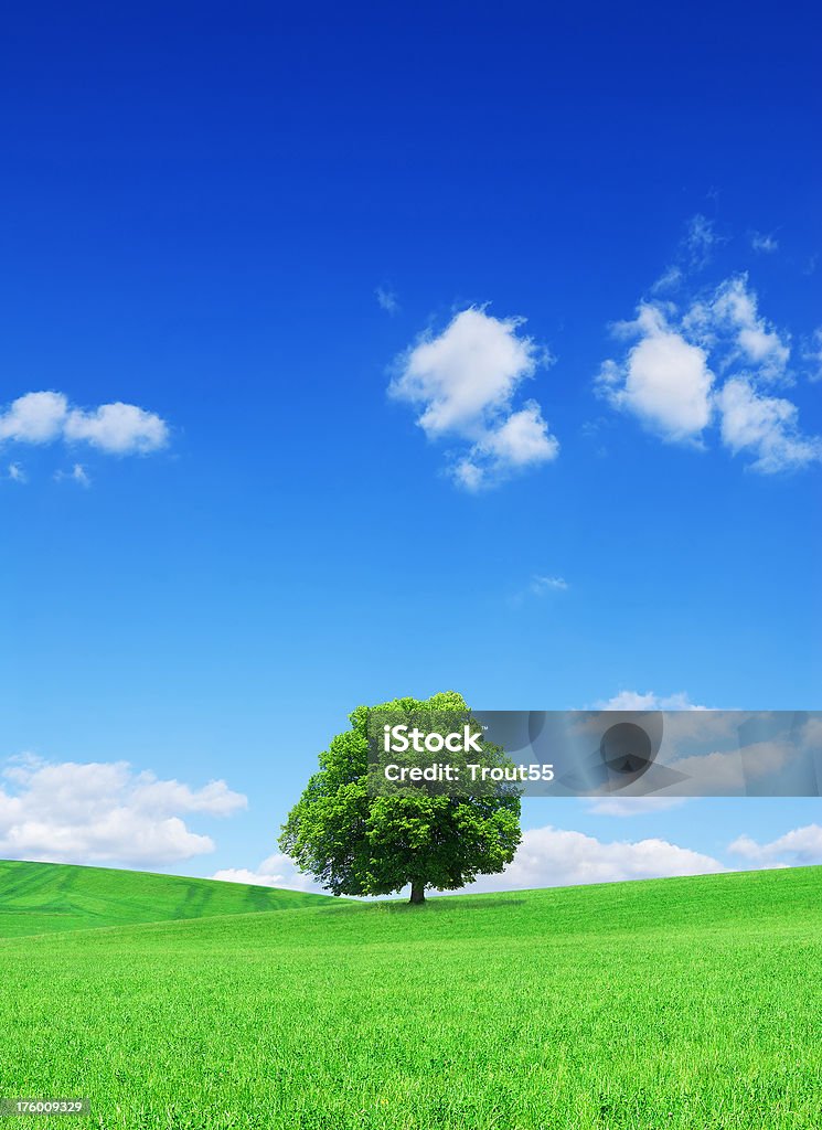 Landschaft mit einsamen Baum auf grünem Feld - Lizenzfrei Baum Stock-Foto