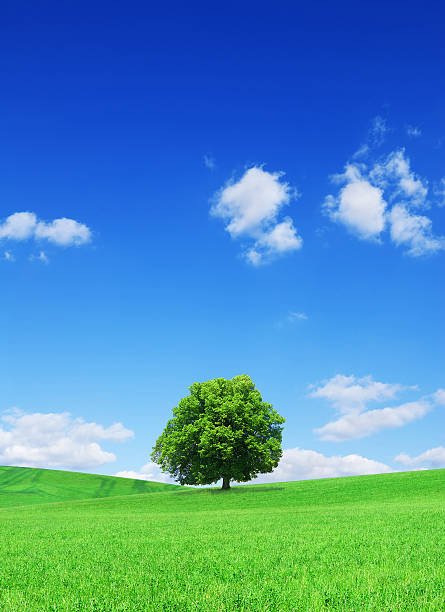 istock Landscape - Lonely tree on green field 176009329