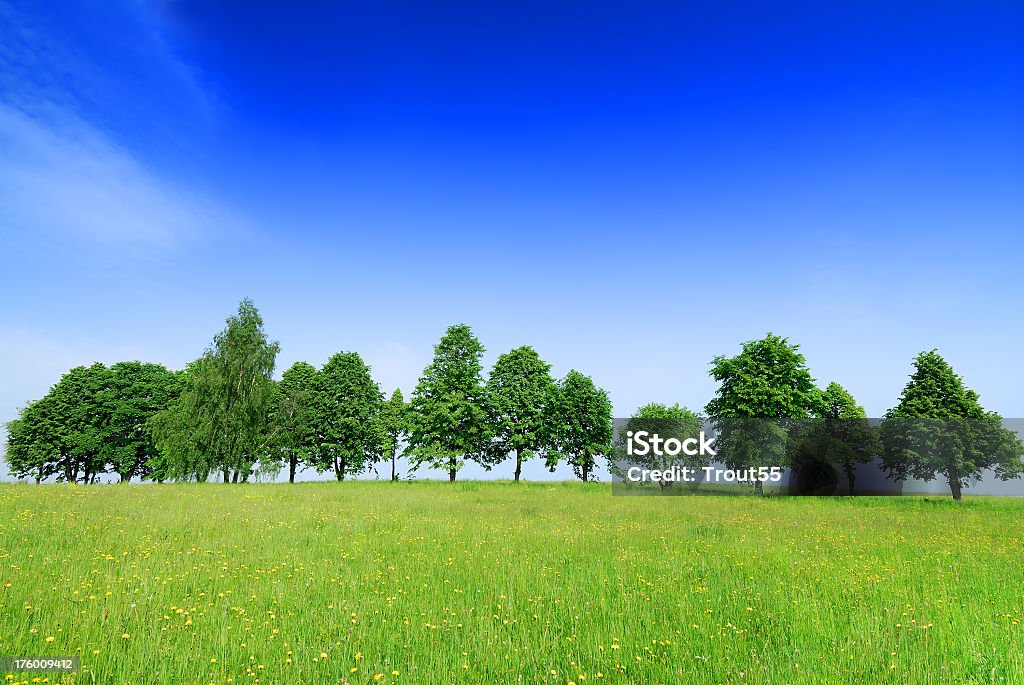 Drzewa na zielone pole i błękitne niebo - Zbiór zdjęć royalty-free (Bez ludzi)