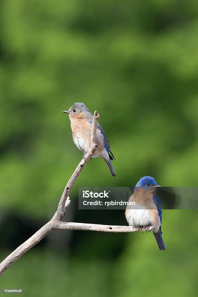 Bluebirds - Foto de stock de Alimentar libre de derechos