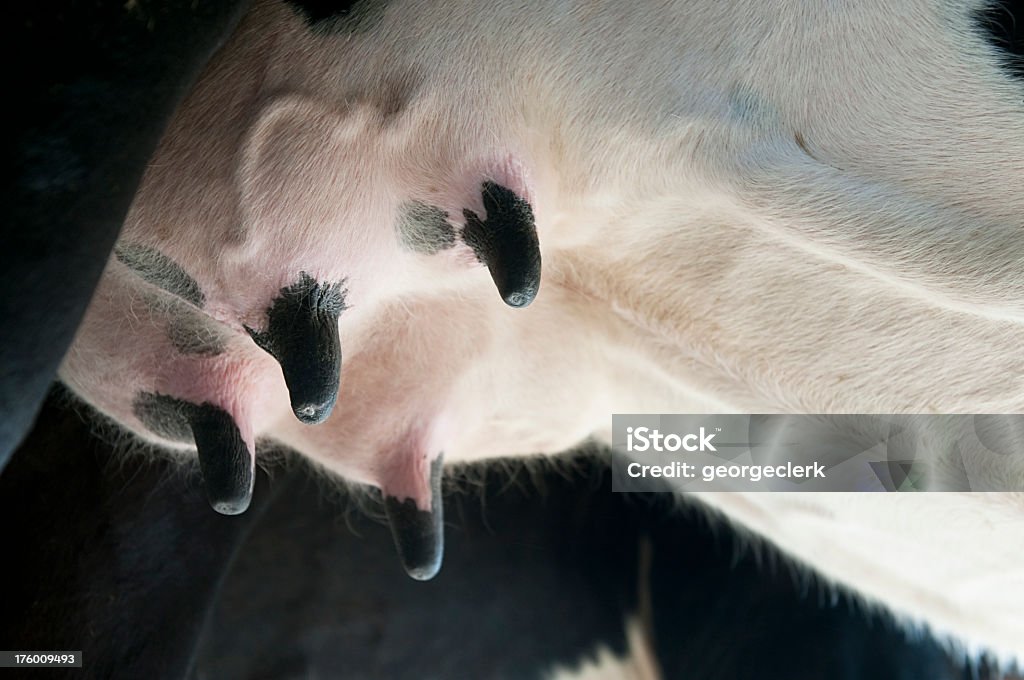 Después de las vacas lecheras udders - Foto de stock de Ubre libre de derechos