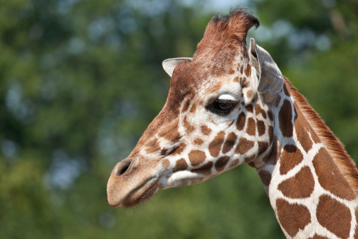 The giraffe has always been popular in zoological gardens. This is the head of a reticulated giraffe from Copenhagen.