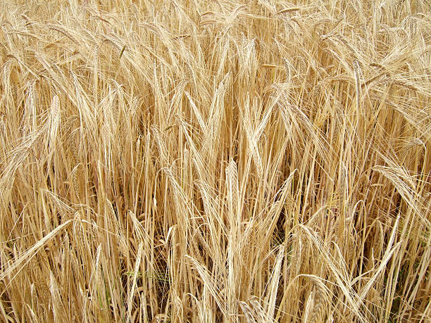 Trigo dourado - fotografia de stock