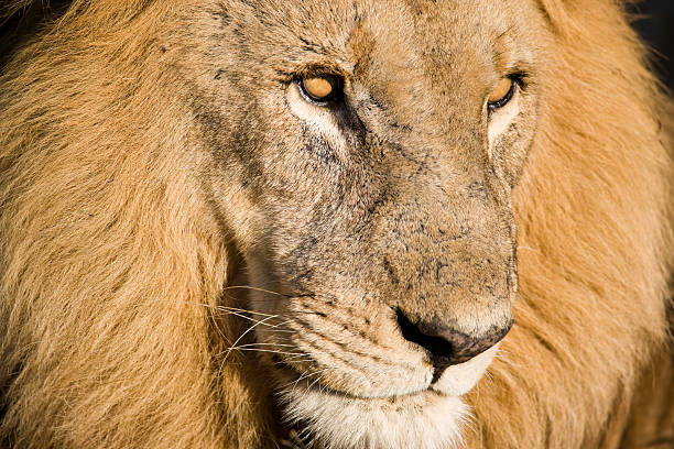 istock Male Lion Close-up 176009780