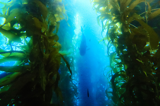 In spring, the seawater temperature has risen, and wakame seaweed (Undaria pinnatifida) is growing rapidly.