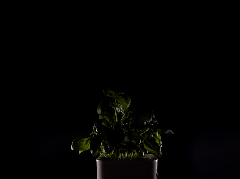 Fresh green basil against a black background with copy space