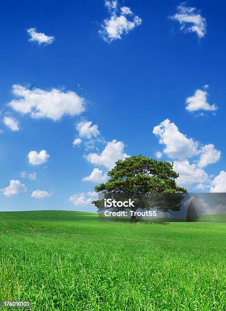 Landschaft Mit Einsamen Baum Auf Grünem Feld Stockfoto und mehr Bilder von Baum - Baum, Bedeckter Himmel, Blau