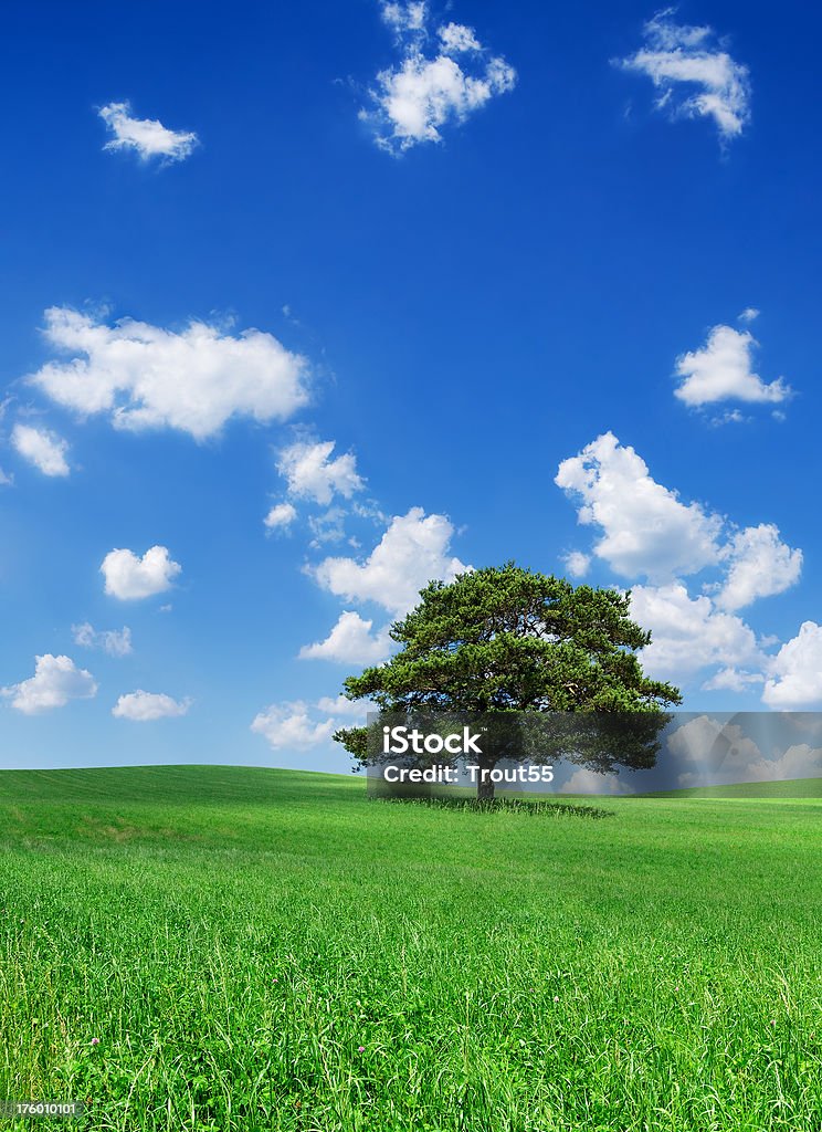 Paisagem com Árvore solitária no campo verde - Royalty-free Ao Ar Livre Foto de stock