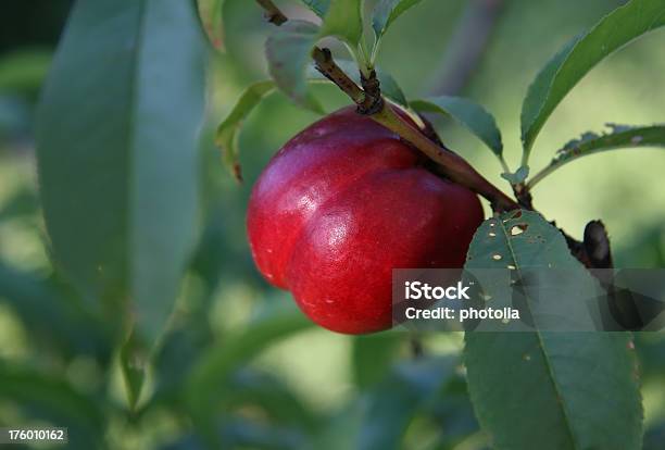Nectarine On Branch Stock Photo - Download Image Now - Branch - Plant Part, Food, Food and Drink