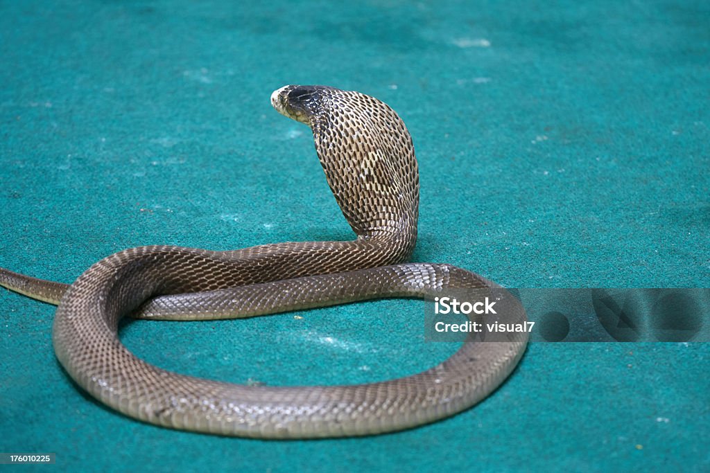 cobra snake - Foto de stock de Animal royalty-free