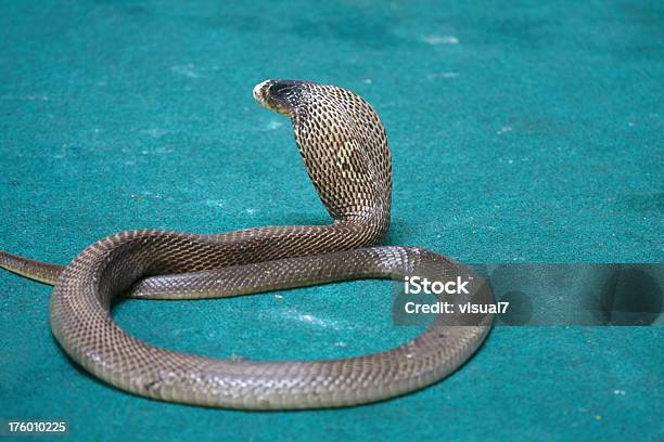 Foto de Cobra Snake e mais fotos de stock de Animal - Animal, Cabeça de animal, Cobra