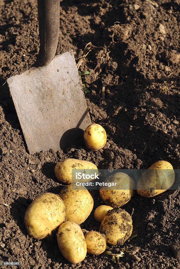 Creuser de pommes de terre - Photo de Agriculture libre de droits