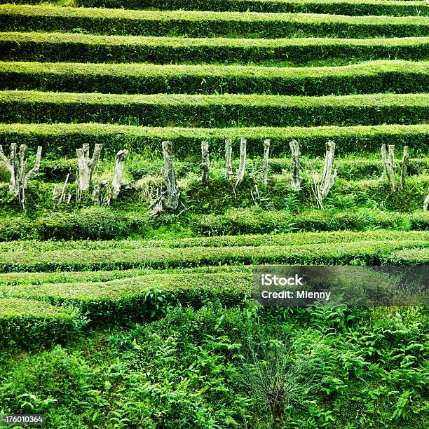 Herbata Plantation Taras Rolny - zdjęcia stockowe i więcej obrazów Azory - Azory, Bez ludzi, Czarna herbata