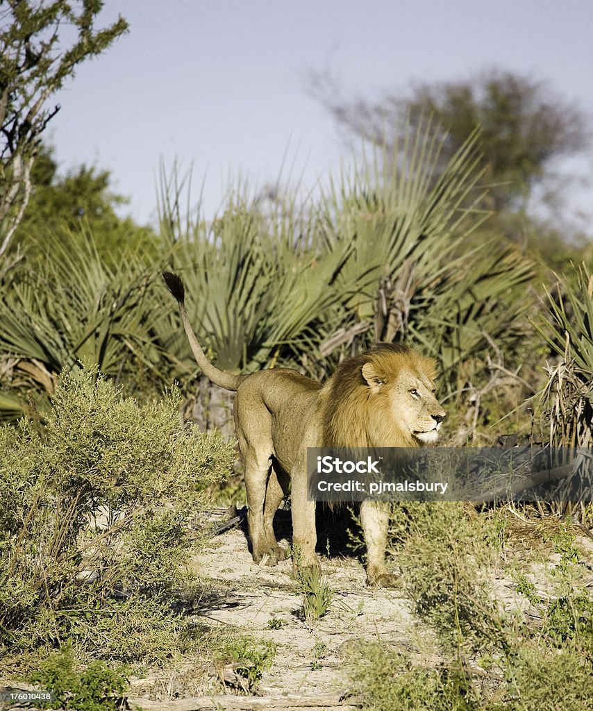 Vigile Leone maschio - Foto stock royalty-free di Africa