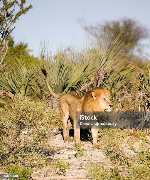 Vigile Leone Maschio - Fotografie stock e altre immagini di Africa - Africa, Animale, Animale da safari