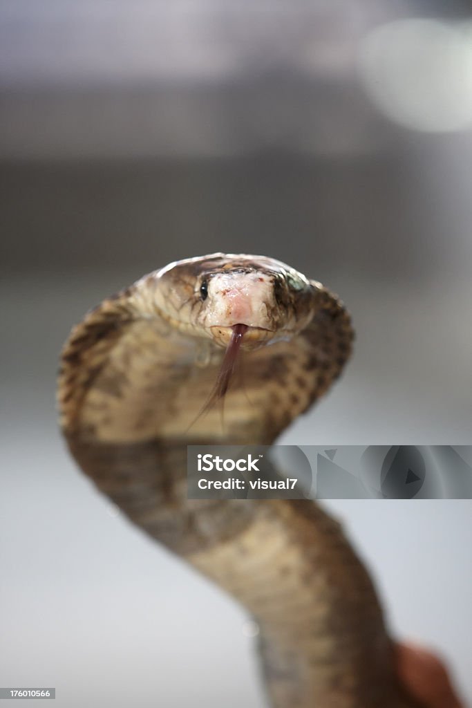 cobra Serpiente; Vista de frente - Foto de stock de Cobra libre de derechos