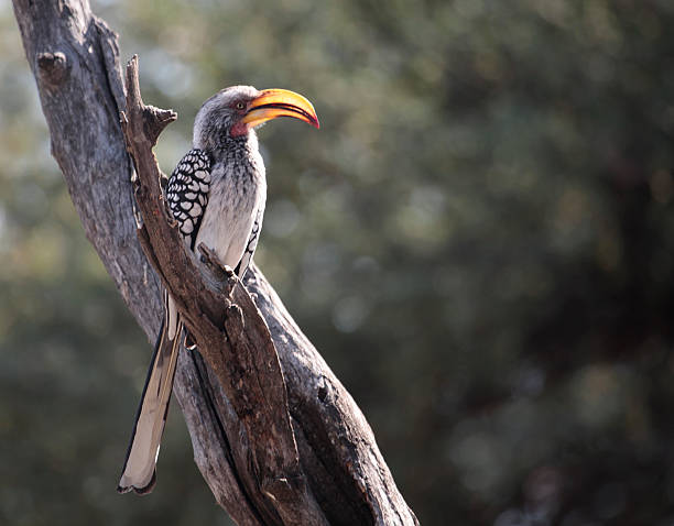 istock Southern Yellow-billed Hornbill - Tockus leucomelas 176010632