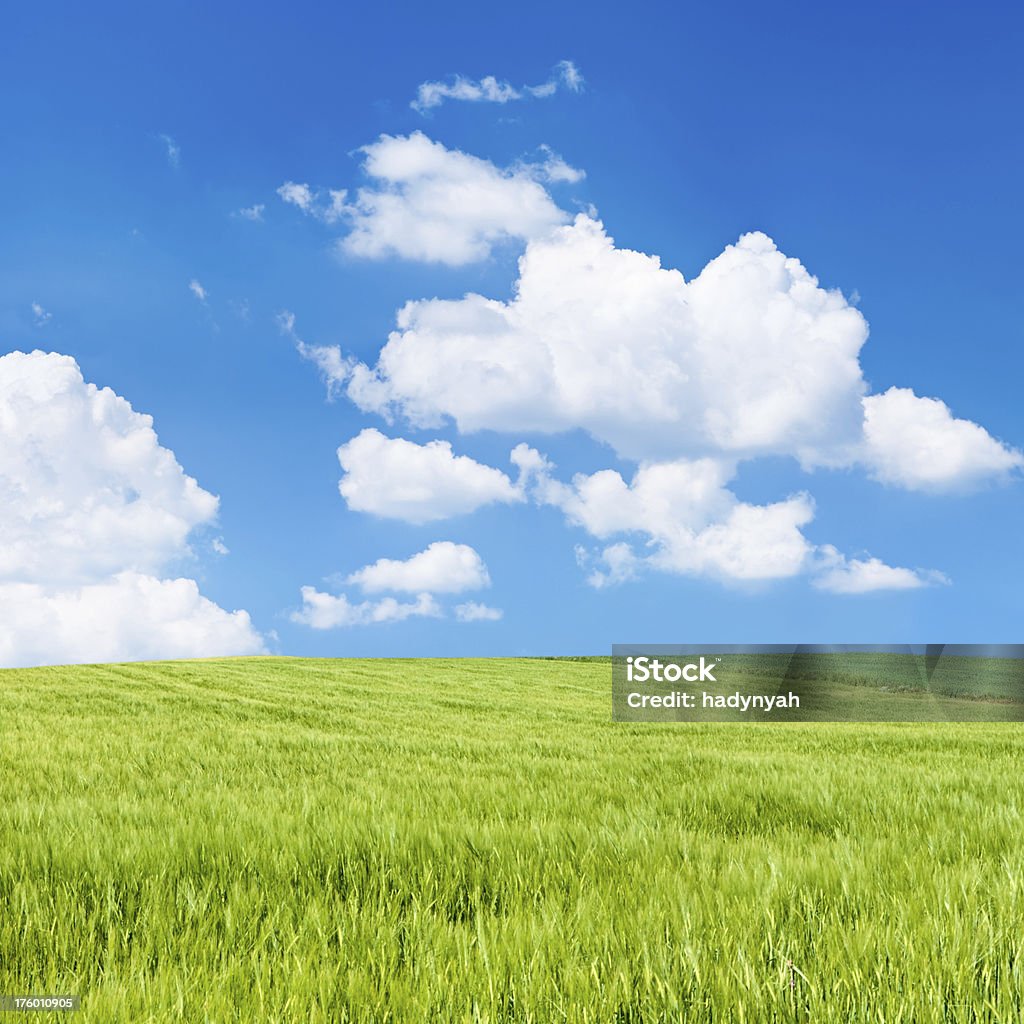 Piazza paesaggio di primavera 35MPix XXXXL-cielo azzurro Prato - Foto stock royalty-free di Agricoltura