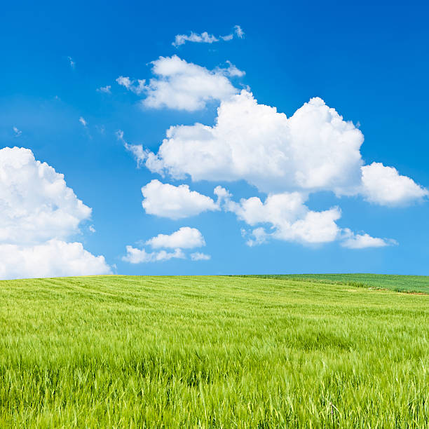 istock Square spring landscape 35MPix XXXXL - meadow, blue sky 176010905
