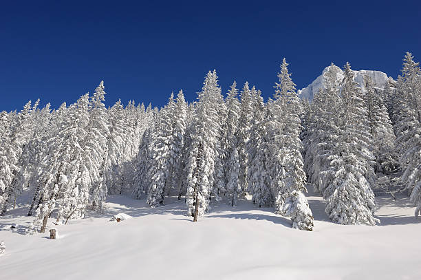 Snow Covered Frozen Trees against a Deep Blue Sky. Nikon D3. Converted from RAW. Shot with polarizer.
