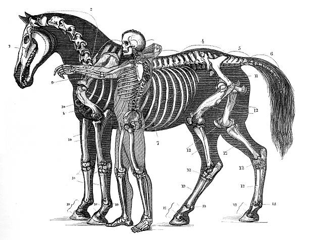 skeleton лошадей и че�ловек в старинных гравировка - horse animal skeleton anatomy animal stock illustrations