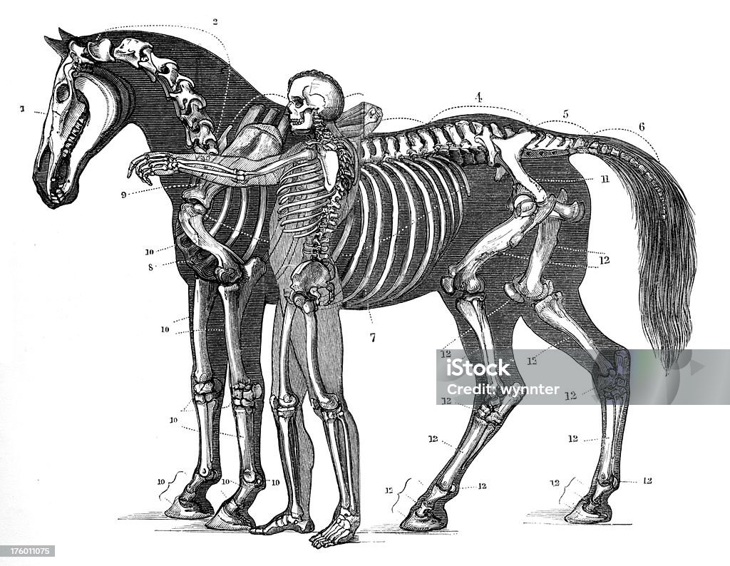 Skeleton of Horse and Man in Antique Engraving "This vintage engraving depicts the skeleton anatomy of a horse, with the skeleton of a man standing next to it for scale. Engraved by natural history artist Benjamin Waterhouse Hawkins (1807 - 1894). It was published in his 1874 book of the illustrated anatomy of horses and is now in the public domain. Digital restoration by Steven Wynn Photography." Horse stock illustration
