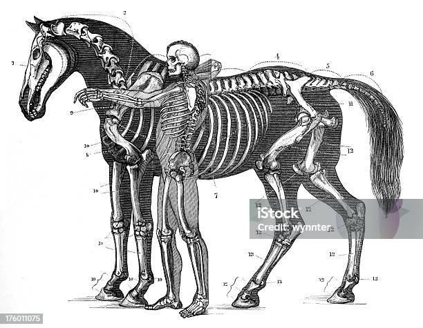 Skeleton Of Horse And Man In Antique Engraving Stock Illustration - Download Image Now - Horse, Illustration, Animal Skeleton